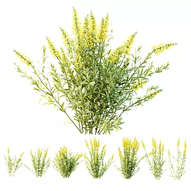 Yellow Toadflax HQ Plant Models 3D model image 1 