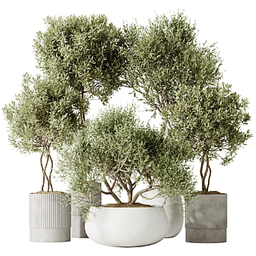 Elegant Indoor Olive Tree Set 3D model image 1 