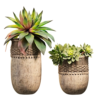 Dual Succulent Planter Scene Kit 3D model image 1 