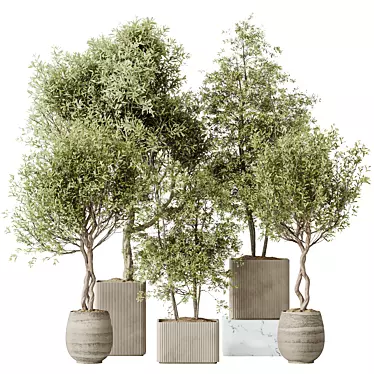 Variety Indoor Olive Tree Set 3D model image 1 