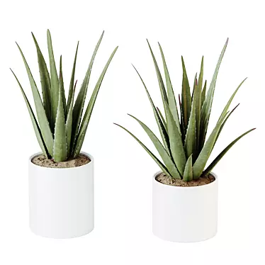 Healthful Aloe Vera Succulents Set 3D model image 1 