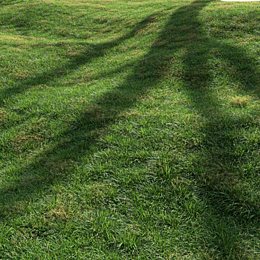 Landscape tall grass