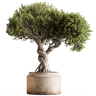 Bonsai Set - Indoor Plant 3D model image 1 