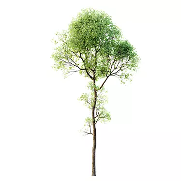 Exotic Sal Tree 3D Model 3D model image 1 