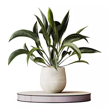 Variegated Spathiphyllum (Peace Lily) Set 3D model image 1 