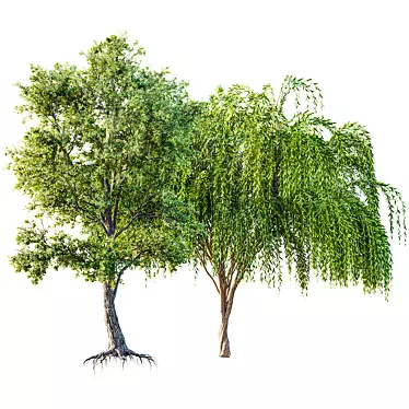 Live Angel Oak and Willow 3D model image 1 