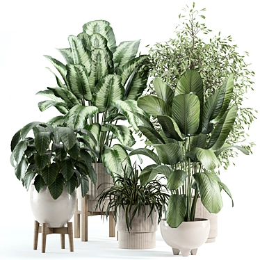 indoor plant 246