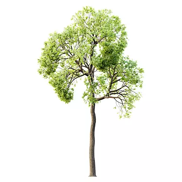 Sal Tree Model HQ 3D 3D model image 1 