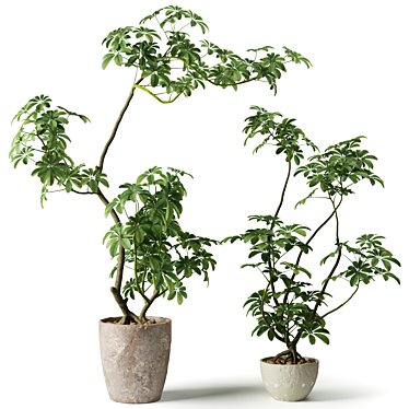 Exotic Shefflera Indoor Plant 3D model image 1 