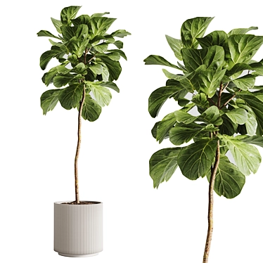 indoor plants-025-ficus lyrata