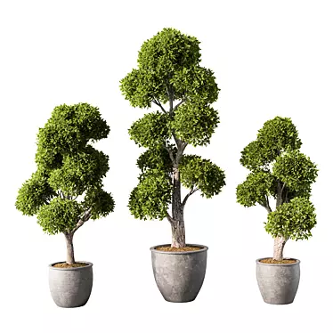 Evergreen Oasis Plant Set 3D model image 1 