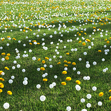 dandelion field