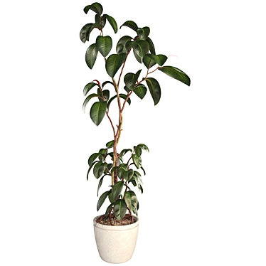 Bonsai Jungle Ficus Elastica Rubber Tree 336