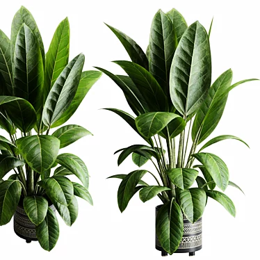 Rubber Tree Ficus Indoor Plant 3D model image 1 