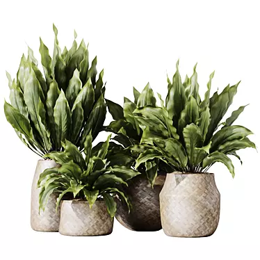 Domino Variegated Peace Lily Set 3D model image 1 