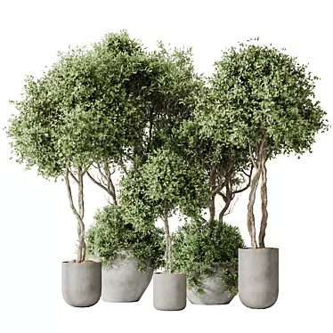 Premium Indoor Olive Plant Set 3D model image 1 