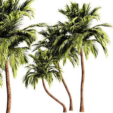 Tropical Palm Tree 3D Model 3D model image 1 