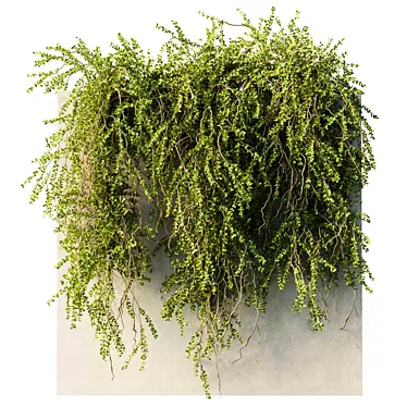 hanging Plants - Outdoor Plants 210