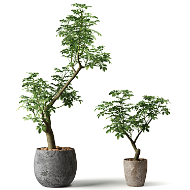 Shefflera Plants in Clay Pots 3D model image 1 