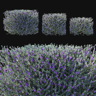Eremophila Nivea 3D Model 2017 3D model image 1 
