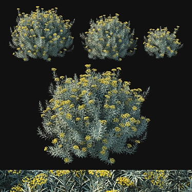 Helichrysum italicum 01