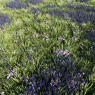 Meadow grass with lavender