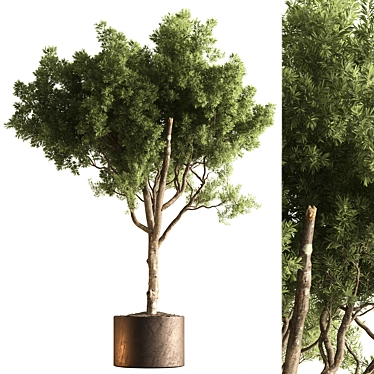 Tree in Pot, Indoor Plant 3D model image 1 