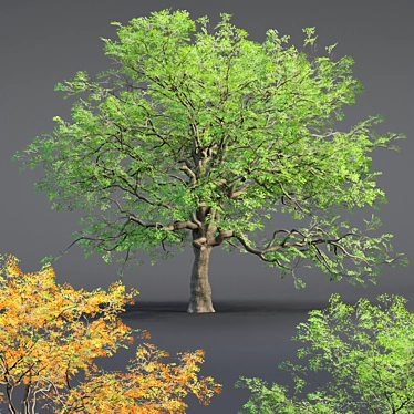  Low Poly Oak Tree Collection 3D model image 1 