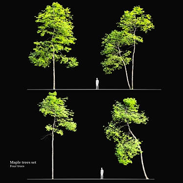 Tall Maple Trees Set with Vray Materials 3D model image 1 