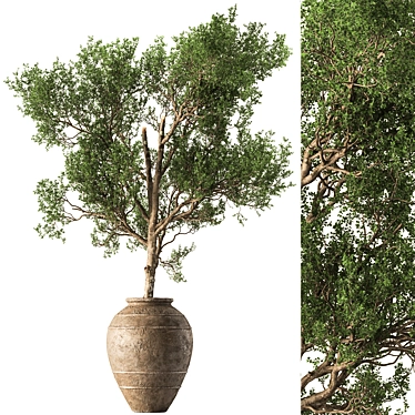 Outdoor Tree in Pot 634 3D model image 1 