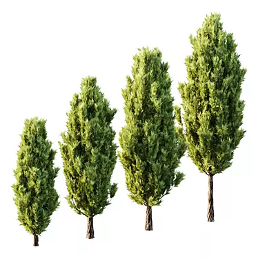 Italian Cypress Tree 19: 3D Models 3D model image 1 