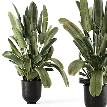 Rustic Indoor Plants Set 2343 3D model image 1 