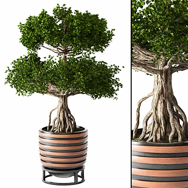 Chinese Tree 01 Outdoor Plant 3D model image 1 