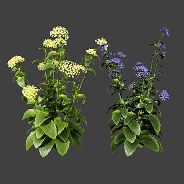 Wildflower Duo 3D Mode