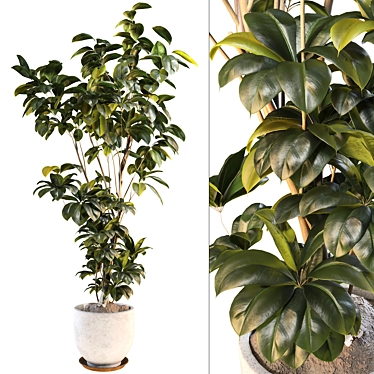 Bonsai Jungle Ficus Elastica Rubber Tree 341