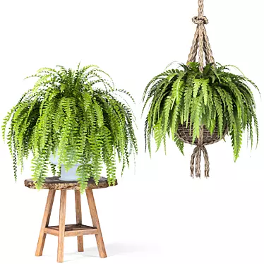 Fern Indoor Plant Set-31