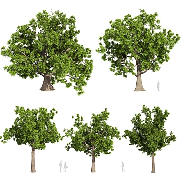 Premium Texture Sclerocarya Birrea Plant 3D model image 1 