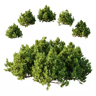 Modern Cypress Bush 3D Model 3D model image 1 