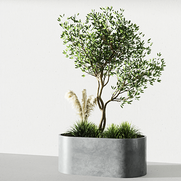 Elegant Indoor Olive Tree Set 3D model image 1 