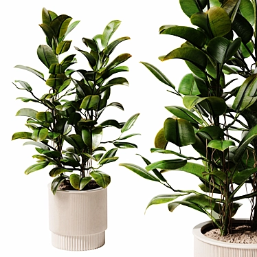 Ficus Potted Indoor Plant 28 3D model image 1 