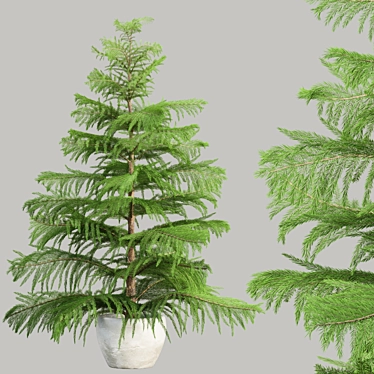 Evergreen Norfolk Pine Vol 33 3D model image 1 