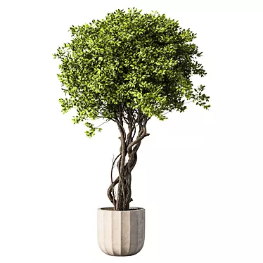 Botanical Sanctuary Collection 3D model image 1 