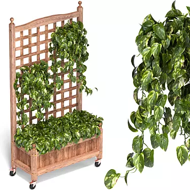 Pothos In Wood Planter box Set-34