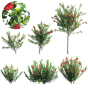 Versatile 3D Plant Models Set 3D model image 1 