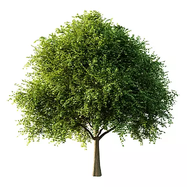 European Ash Tree 3D Model 3D model image 1 