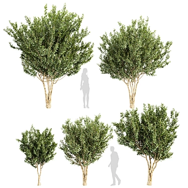 Premium Eucalyptus Lehmannii Tree Model 3D model image 1 