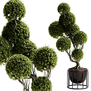 Indoor Plant 30 - Topiary