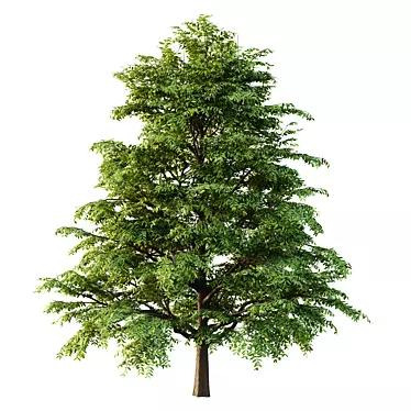 European Ash Tree 3D Model 3D model image 1 