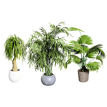 Realistic Indoor Palm Collection 3D model image 1 