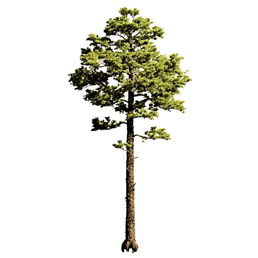 Tall Pine Tree Model with Textures 3D model image 1 